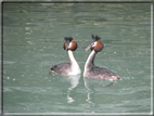 foto Lago di Garda